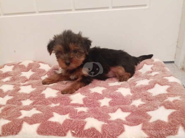 Miniature Yorkshire terrier puppy's for sale in Newtownabbey, Newtownabbey - Image 5