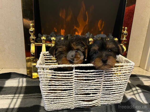 Miniature Yorkshire terrier puppy's for sale in Newtownabbey, Newtownabbey