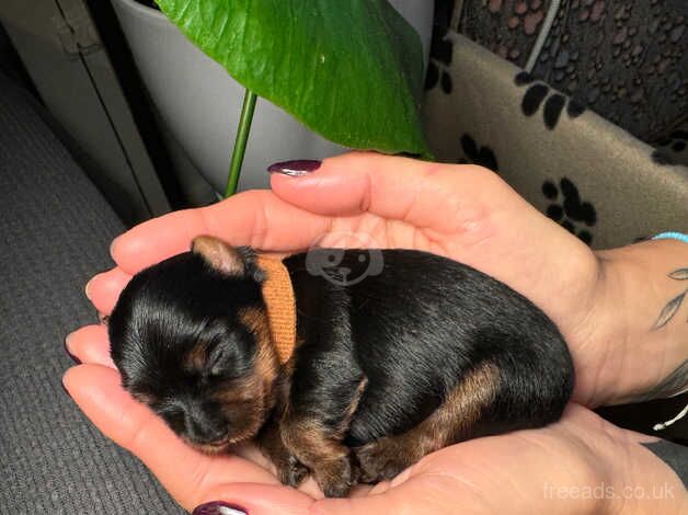 miniature Yorkshire terrier toy size puppies for sale in Manchester, Greater Manchester