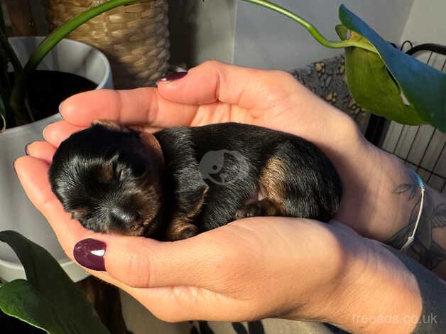 miniature Yorkshire terrier toy size puppies for sale in Manchester, Greater Manchester - Image 2