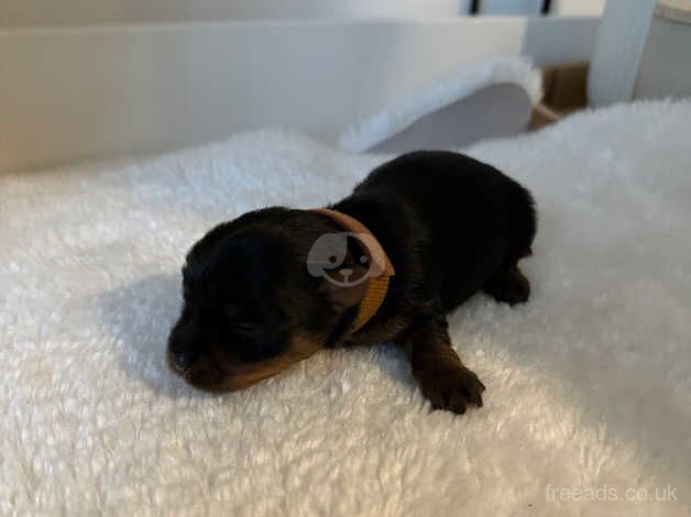 miniature Yorkshire terrier toy size puppies for sale in Manchester, Greater Manchester - Image 4