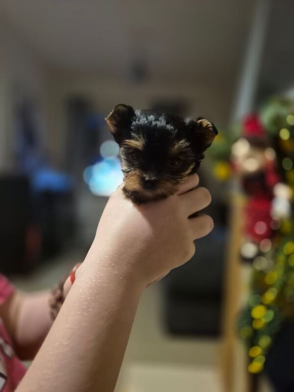 Miniature Yorkshire terriers for sale in Londonderry, County Londonderry - Image 1