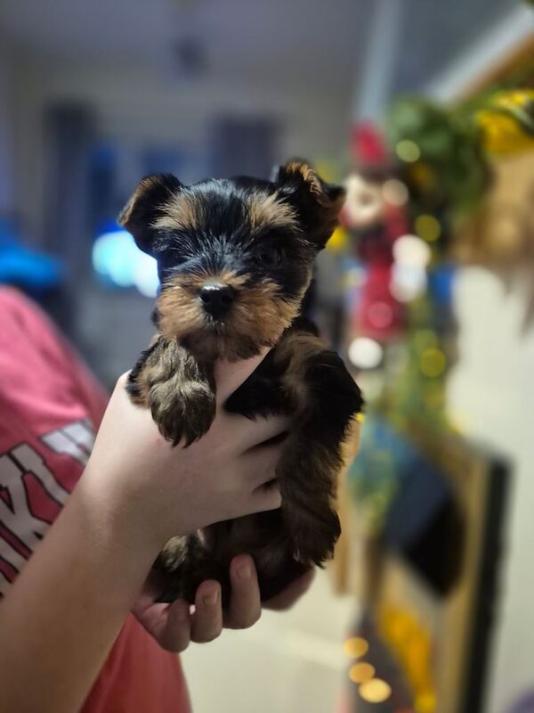 Miniature Yorkshire terriers for sale in Londonderry, County Londonderry - Image 3