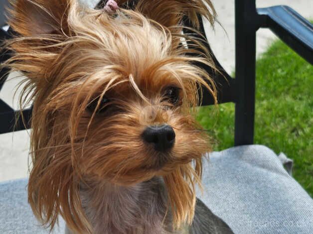 Miniature Yorkshire terriers for sale in Loughborough, Leicestershire