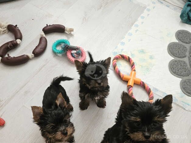 Miniature Yorkshire terriers for sale in Loughborough, Leicestershire - Image 2