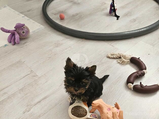 Miniature Yorkshire terriers for sale in Loughborough, Leicestershire - Image 3