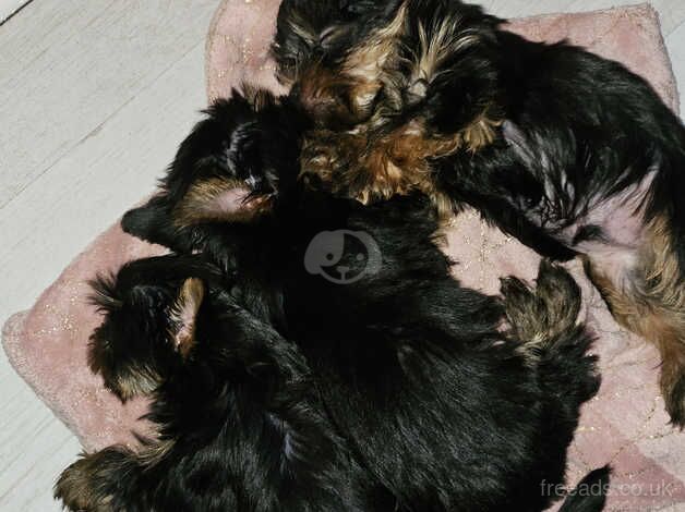 Miniature Yorkshire terriers for sale in Loughborough, Leicestershire - Image 4