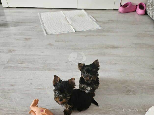 Miniature Yorkshire terriers for sale in Loughborough, Leicestershire - Image 5