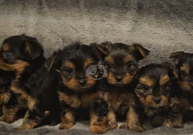 Miniature yorkshire terriers for sale in Sheffield, South Yorkshire