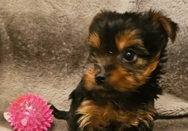 Miniature yorkshire terriers for sale in Sheffield, South Yorkshire - Image 3