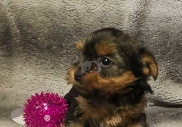 Miniature yorkshire terriers for sale in Sheffield, South Yorkshire - Image 4