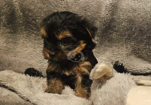 Miniature yorkshire terriers for sale in Sheffield, South Yorkshire - Image 5