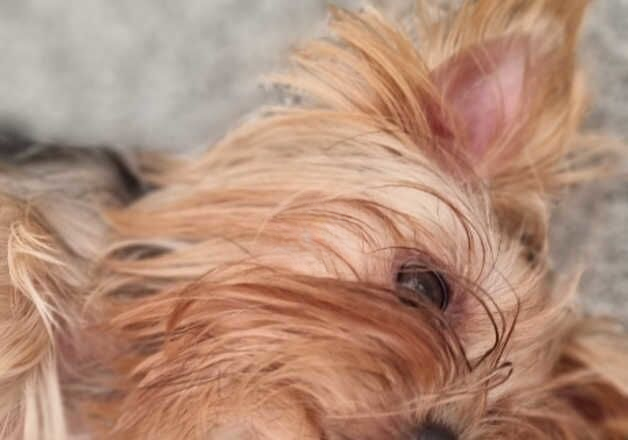 Miniature yorkshire terriers puppies for sale in Aberdeen, Aberdeen City