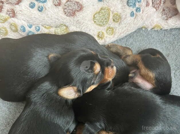 Miniature Yorkshire Terriers Puppy's for sale in Hyde, Greater Manchester - Image 1