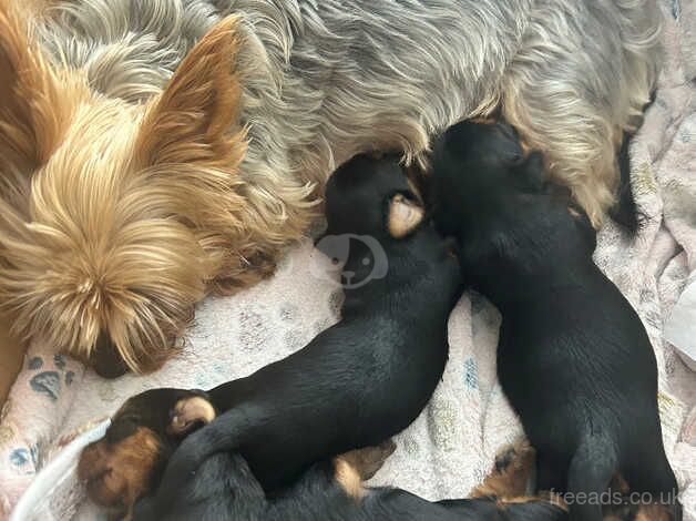 Miniature Yorkshire Terriers Puppy's for sale in Hyde, Greater Manchester - Image 2