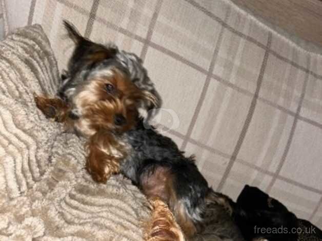 Miniature Yorkshire Terriers Puppy's for sale in Hyde, Greater Manchester - Image 3