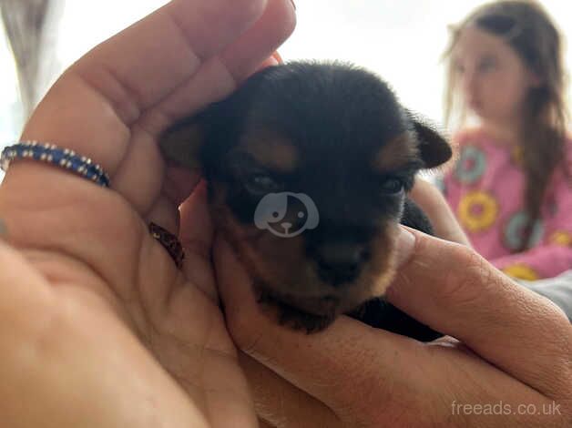 Miniature Yorkshire Terriers Puppy's for sale in Hyde, Greater Manchester - Image 5