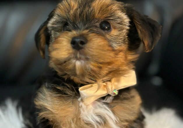 Must s@@ 4 absolutely adorable Yorkshire terrier puppies for sale in Peterlee, County Durham