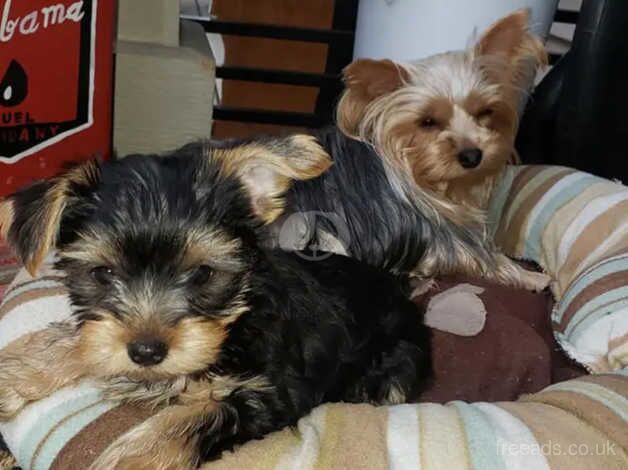 My beautiful Yorkshire terrier male puppy for sale in Southsea, Wrexham