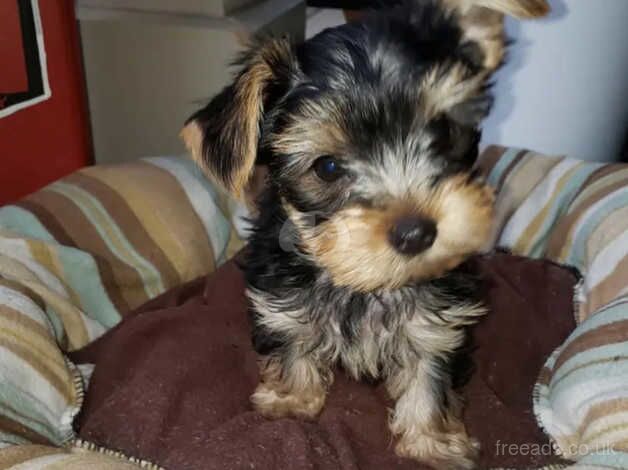 My beautiful Yorkshire terrier male puppy for sale in Southsea, Wrexham - Image 2