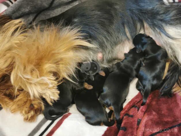 My gorgeous puppies looking for forever loving home for sale in Carlisle, Cumbria - Image 1