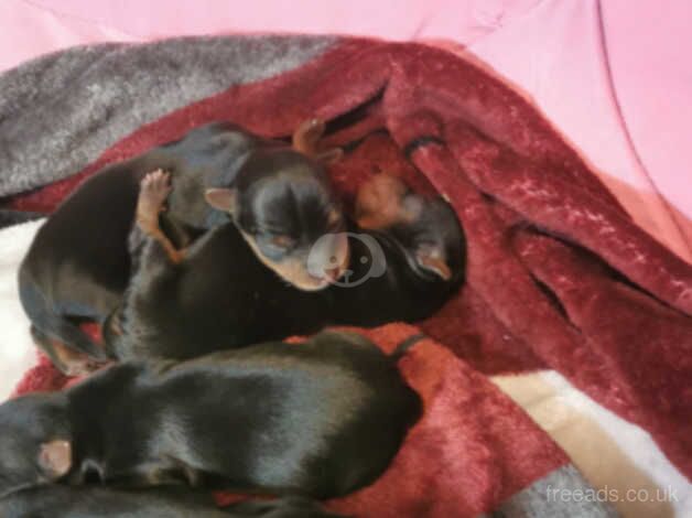 My gorgeous puppies looking for forever loving home for sale in Carlisle, Cumbria - Image 2