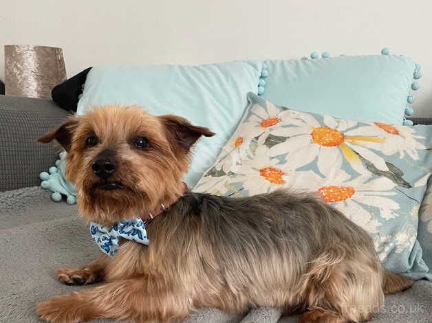 Older Yorkshire Terrier needed a new home for sale in Havant, Hampshire - Image 1