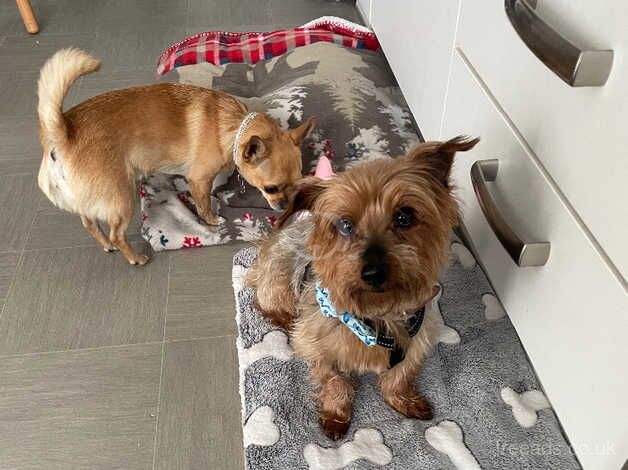 Older Yorkshire Terrier needed a new home for sale in Havant, Hampshire - Image 4