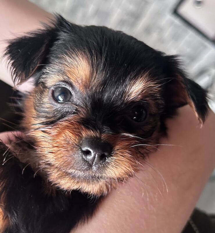 One female Yorkshire terrier for sale in Stoke-on-Trent, Staffordshire