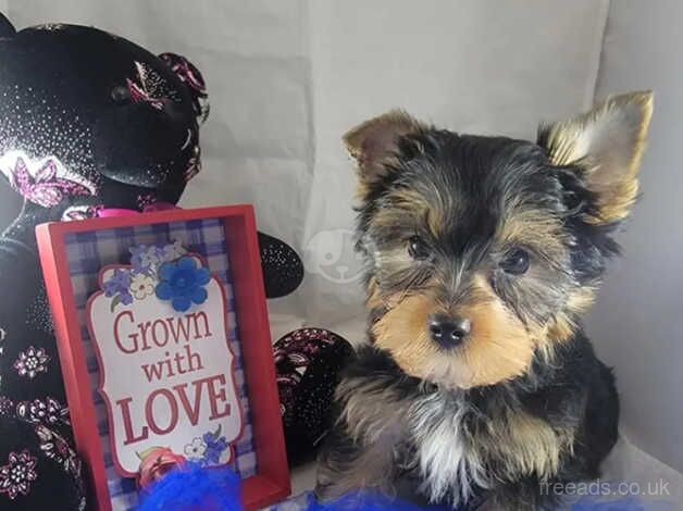 One little Yorkie boy for sale in Hamilton, South Lanarkshire