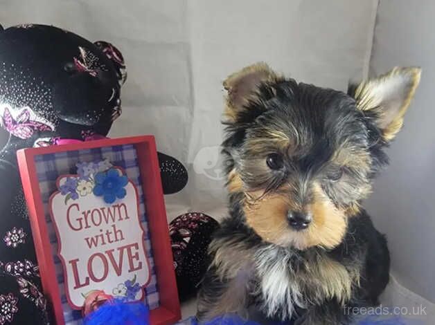 One little Yorkie boy for sale in Hamilton, South Lanarkshire - Image 2