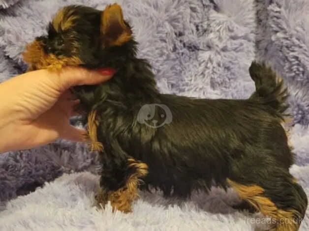 One little Yorkie puppie for sale in Hartlepool, County Durham