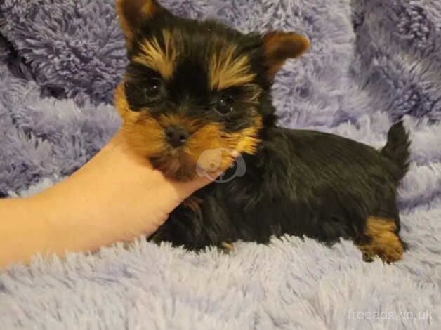 One little Yorkie puppie for sale in Hartlepool, County Durham - Image 2