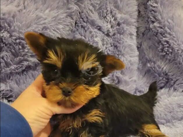 One little Yorkie puppie for sale in Hartlepool, County Durham - Image 3
