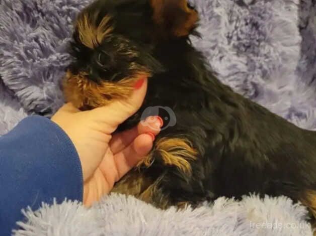 One little Yorkie puppie for sale in Hartlepool, County Durham - Image 4