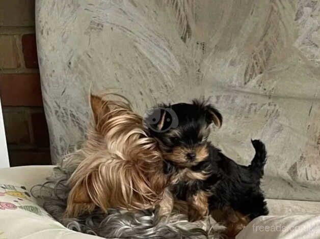 One little Yorkie puppie for sale in Hartlepool, County Durham - Image 5