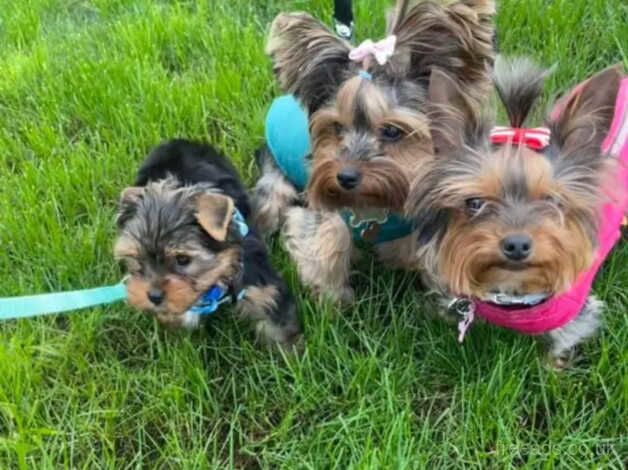 One ten weeks old Yorkie female for sale in Crawley, Oxfordshire