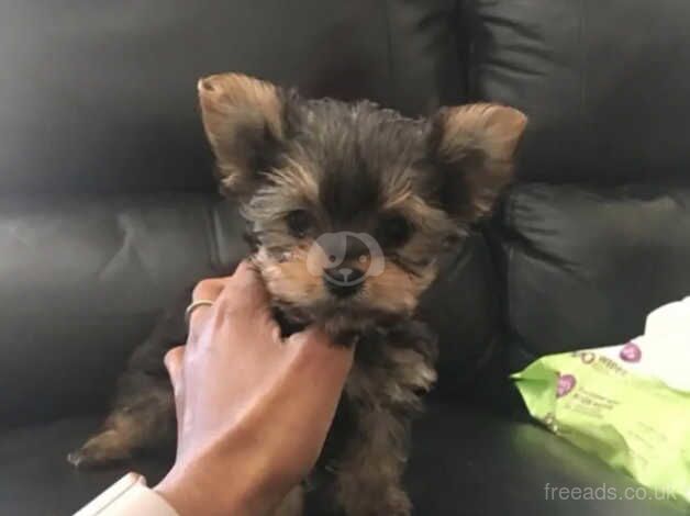 Our beautiful Yorkshire terrier boy for sale in Manchester, Greater Manchester - Image 1