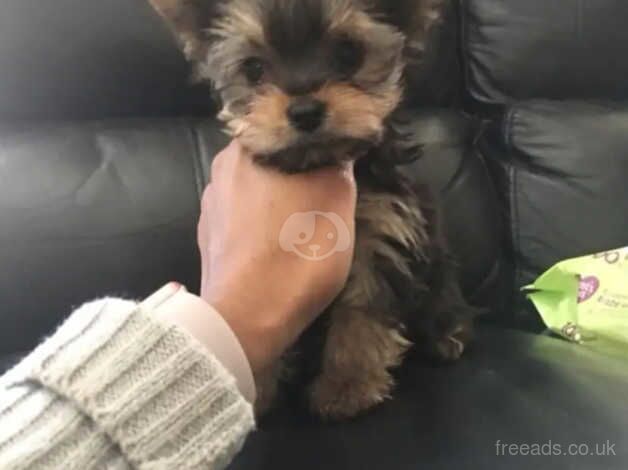Our beautiful Yorkshire terrier boy for sale in Manchester, Greater Manchester - Image 3