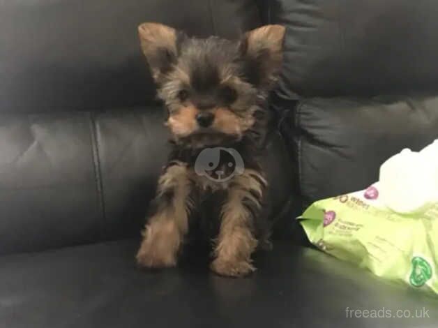 Our beautiful Yorkshire terrier boy for sale in Manchester, Greater Manchester - Image 4