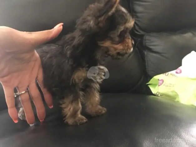 Our beautiful Yorkshire terrier boy for sale in Manchester, Greater Manchester - Image 5