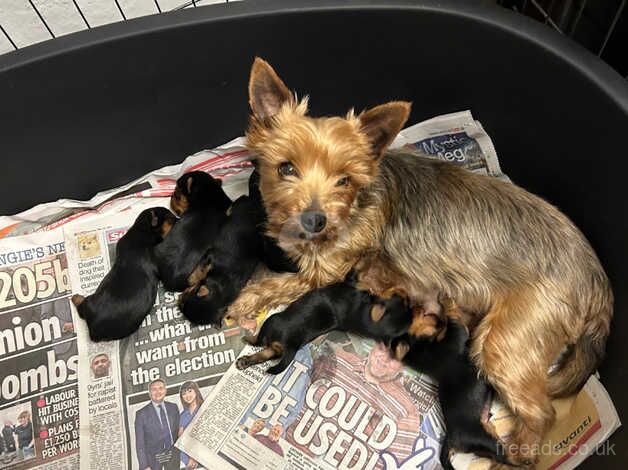 Outstanding KC registered Yorkshire terrier puppies for sale in Abergavenny/Y Fenni, Monmouthshire