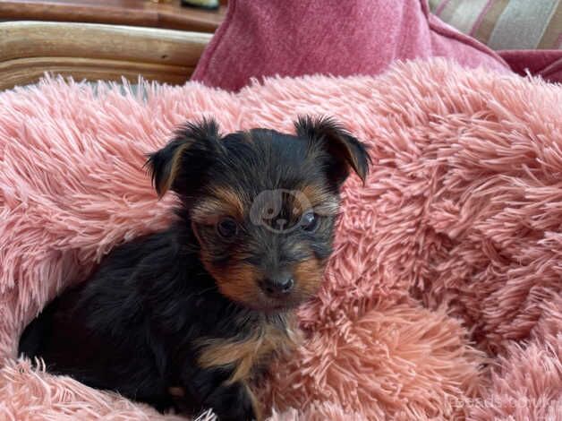 Outstanding KC registered Yorkshire terrier puppies for sale in Abergavenny/Y Fenni, Monmouthshire - Image 2