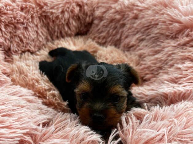 Outstanding KC registered Yorkshire terrier puppies for sale in Abergavenny/Y Fenni, Monmouthshire - Image 3
