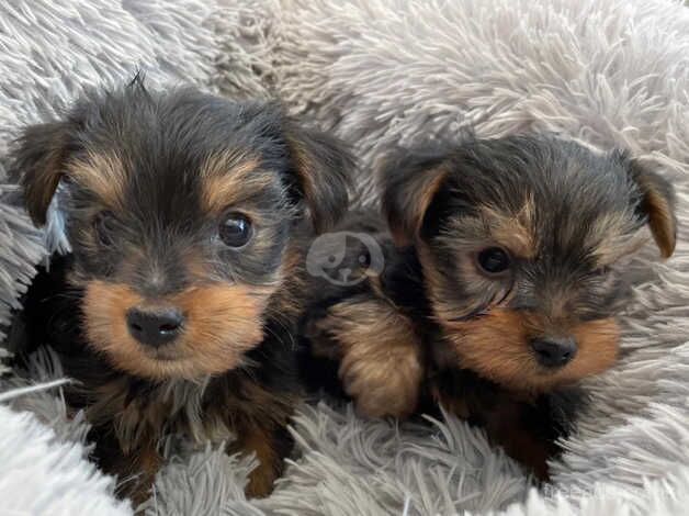 Outstanding KC registered Yorkshire terrier puppies for sale in Abergavenny/Y Fenni, Monmouthshire - Image 4
