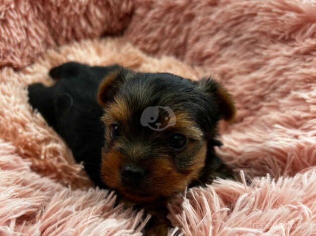Outstanding KC registered Yorkshire terrier puppies for sale in Abergavenny/Y Fenni, Monmouthshire - Image 5