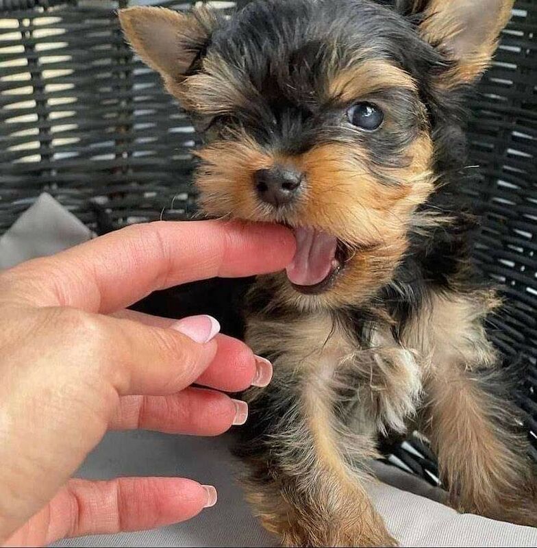 teddy bear yorkie puppies