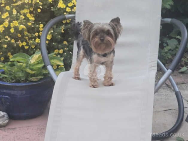 Outstanding Teacup Pedigree Yorkies for sale in Carlisle, Cumbria