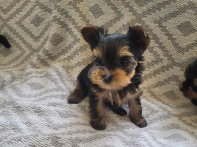 Outstanding Teacup Pedigree Yorkies for sale in Carlisle, Cumbria - Image 3