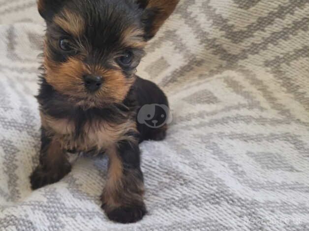 Outstanding Teacup Pedigree Yorkies for sale in Carlisle, Cumbria - Image 4